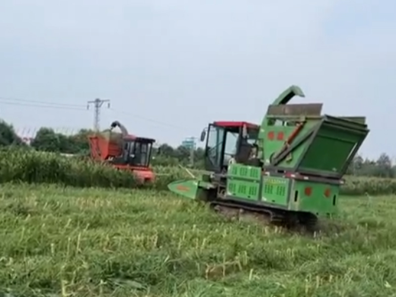 四川用戶收割皇竹草