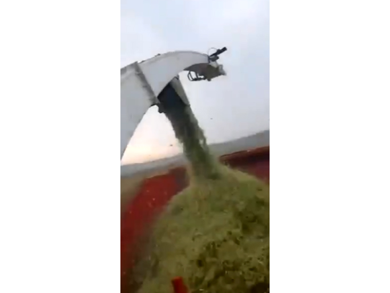 輪式豪華版·收割玉米打入草箱·近距離