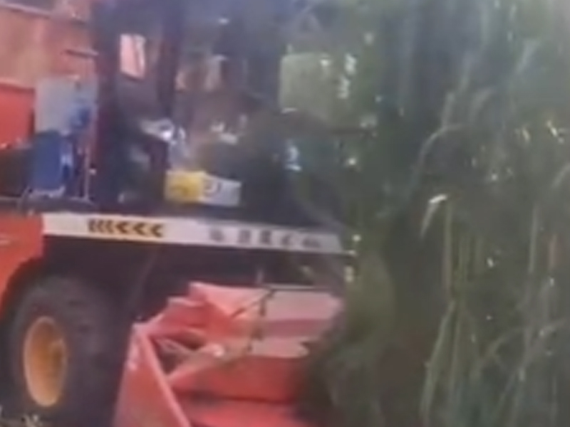 輪式升級版·收割5米多高的金牧糧草打入草箱