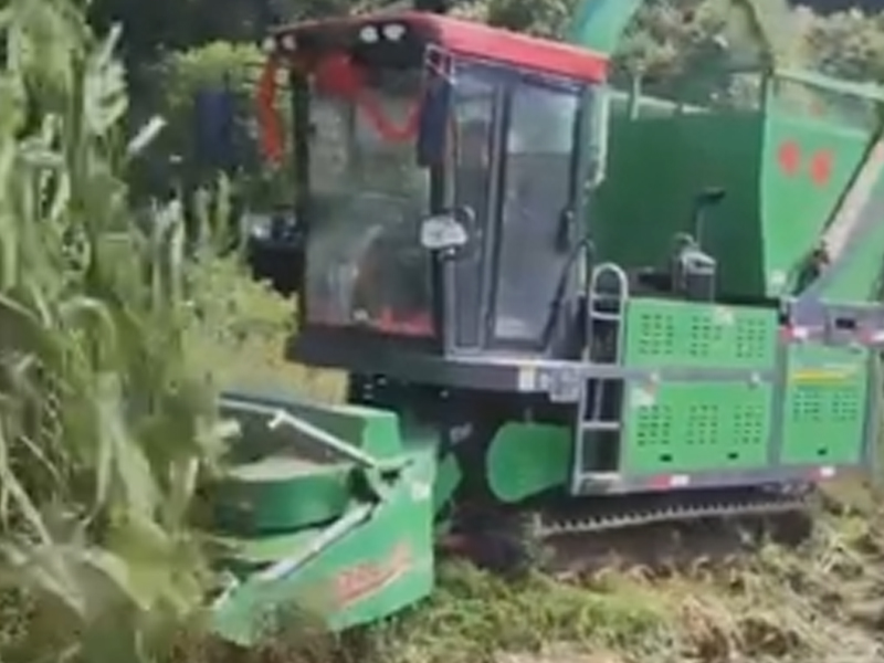 江西用戶收割皇竹草